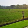 Guru Besar IPB: Sawah Kian Tergerus karena Alih Fungsi Lahan