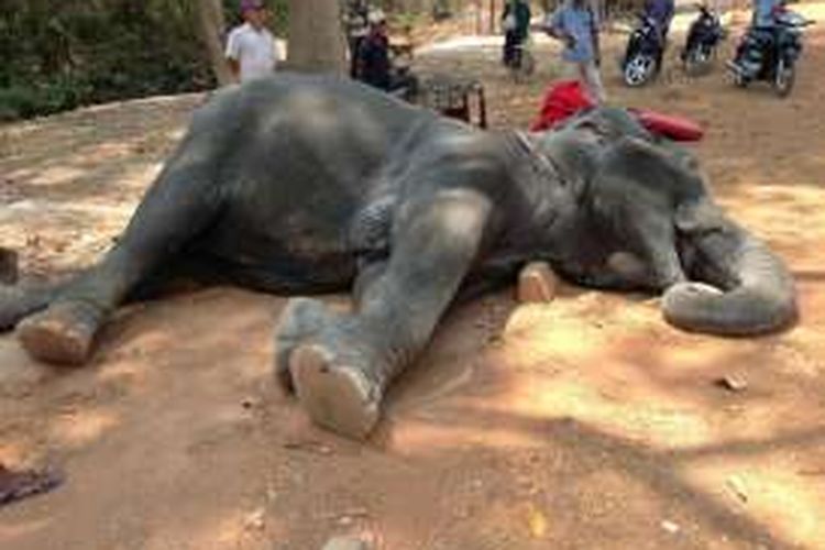 Sambo, gajah pengangkut turis di Angkor Wat, mati karena kelelahan.