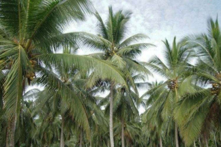 Kebun kelapa di Kabupaten Indragiri Hilir, Riau.