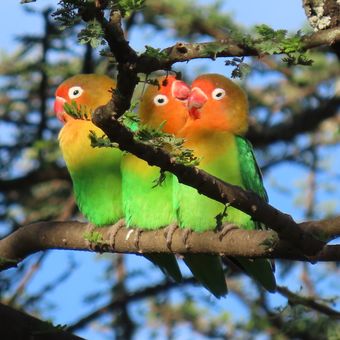 Ilustrasi burung love bird.