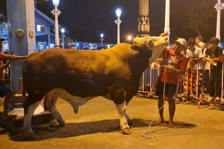 Seekor sapi simental berbobot 1.080 kilogram yang akan dikurbankan di Masjid Agung Kota Solo, untuk Presiden Joko Widodo (Jokowi).