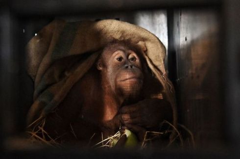 Diburu untuk Uang, Kini Belasan Orangutan dari Luar Negeri Itu Dipulangkan ke Tanah Air