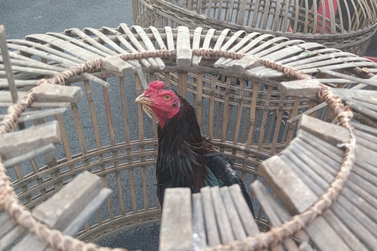 ilustrasi sabung ayam