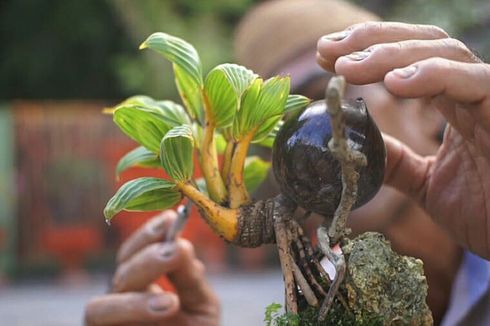 [VIDEO] Omzet Jutaan Rupiah dari Bisnis Bonsai Pohon Kelapa