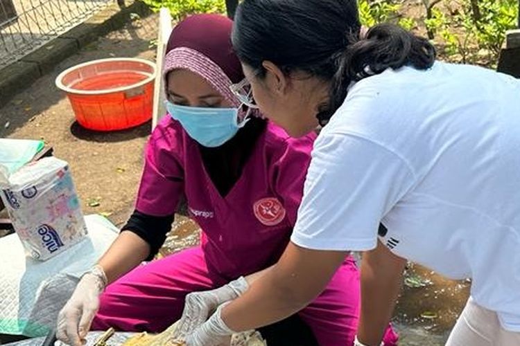 Dokter hewan melakukan pemeriksaan bangkai penyu yang ditemukan di Perairan Kabupaten Jembrana, Provinsi Bali.