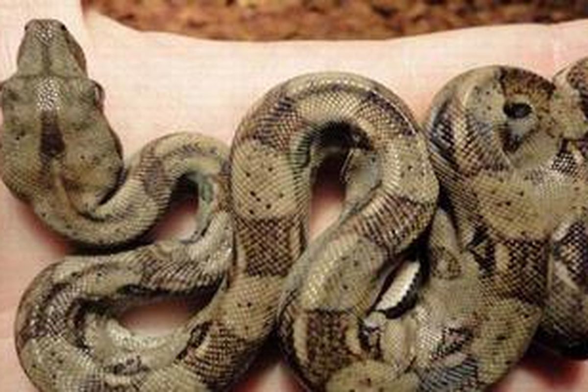 Masturbatsiya fotosurati