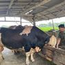 Berbobot 1 Ton, Sapi Bimo Simmental Cross Milik Warga Bangkalan Dibeli Presiden