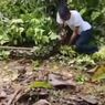 Ular Piton Raksasa Sepanjang 7 Meter Ditangkap di Muna, Sempat Melilit Warga