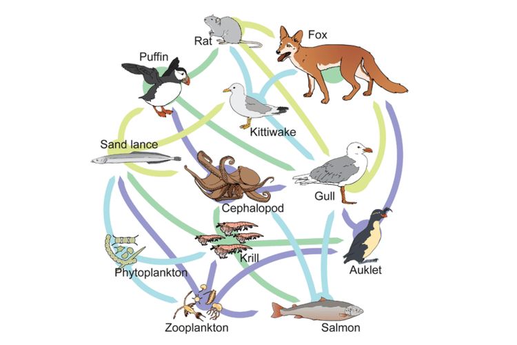 Foto : Jaring-jaring Makanan: Pengertian, Tingkat Trofik, dan Contohnya