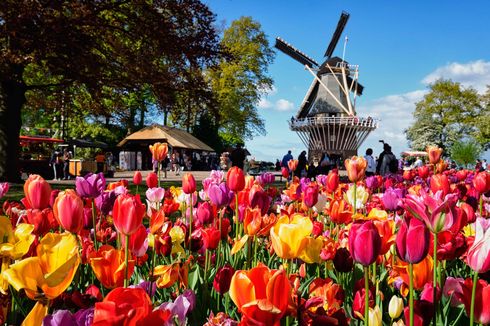 Festival Bunga Tulip Terbesar di Belanda Dibuka untuk Umum