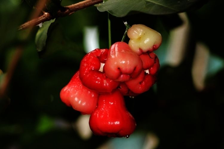 Ilustrasi tanaman jambu air