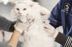 4 Manfaat Sterilisasi pada Kucing, Bisa Cegah Kanker
