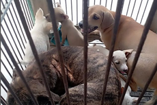 7 Tempat Beli Anjing di Jakarta