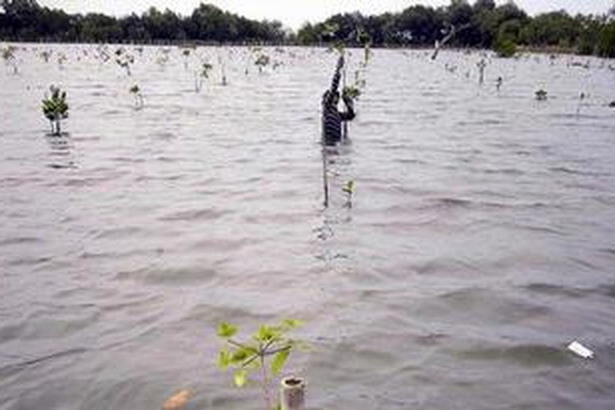 Pekerja melakukan perawatan rutin tanaman bakau (mangrove) di Taman Wisata Alam (TWA) Angke Kapuk, Jakarta Utara, Kamis (19/11). Taman seluas 99,8 Hektar saat ini sedang membenahi berbagai fasilitas penunjang wisata lingkungan. Rencana awal tahun depan Taman dibuka untuk masyarakat yang tertarik memperlajari tumbuhan bakau dan ekosistemnya. 
