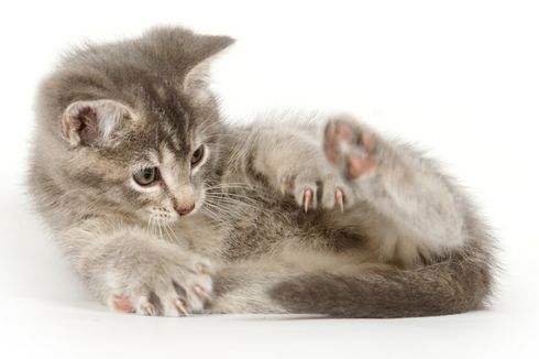 Alasan Mengapa Kucing Mengejar Ekornya Sendiri