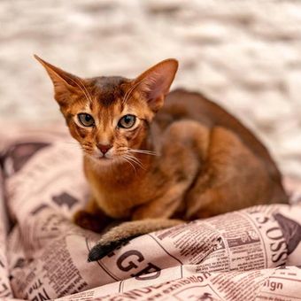 Jenis Kucing Abyssinian