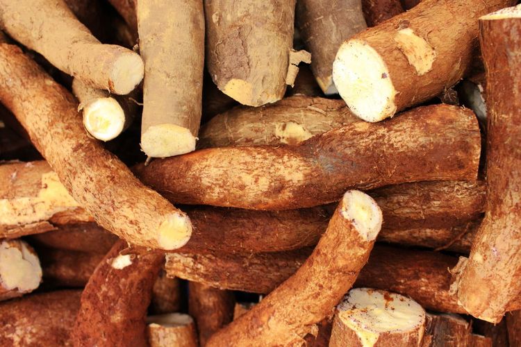 Harga Singkong Anjlok, Pemerintah Langsung Hentikan Impor 