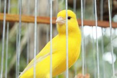 5 Tanda Burung Peliharaan sedang Depresi 