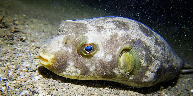 Pufferfish atau ikan buntal di Tasitolu, Dili, Timor Leste.