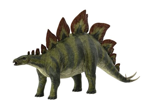 Mengenal Stegosaurus, Dinosaurus Besar dengan Kepala yang Sangat Kecil