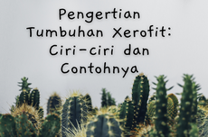 Pengertian Tumbuhan Xerofit: Ciri-ciri dan Contohnya