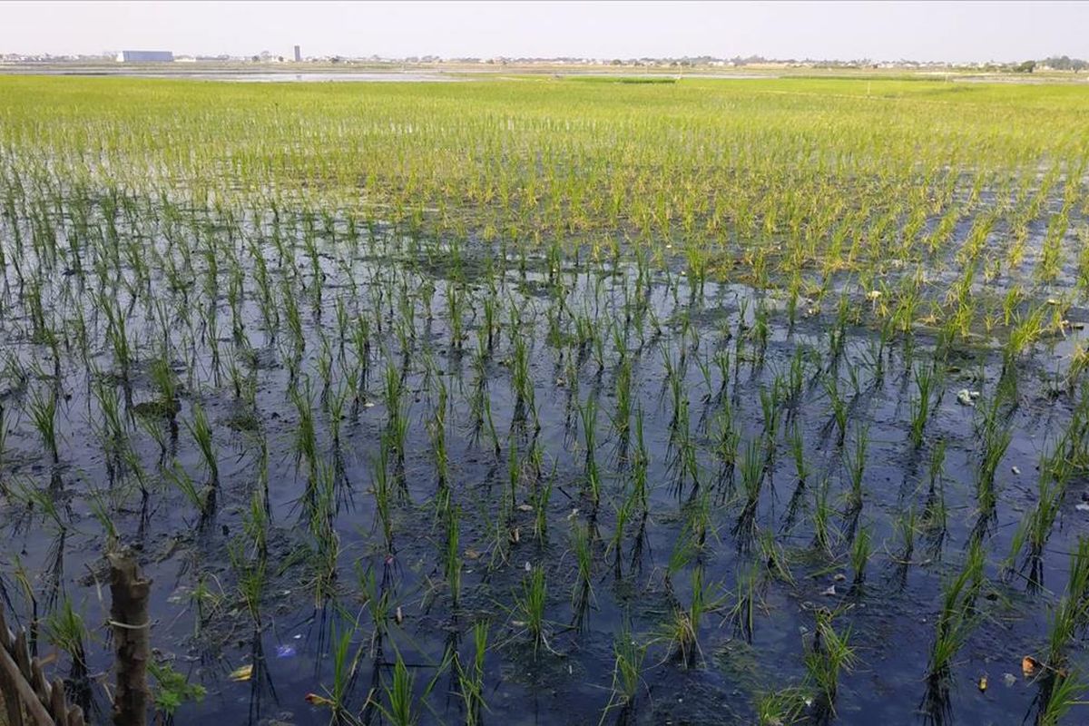 Sawah warga menghitam akibat tercemarnya Kali Bahagia di Kecamatan Babelan, Kabupaten Bekasi yang tertutup sampah plastik.