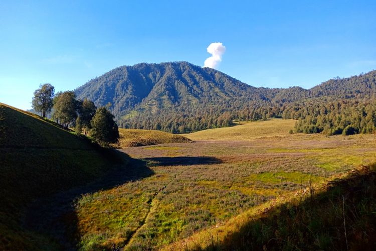 Oro-oro ombo di pendakian Gunung Semeru, Lumajang.