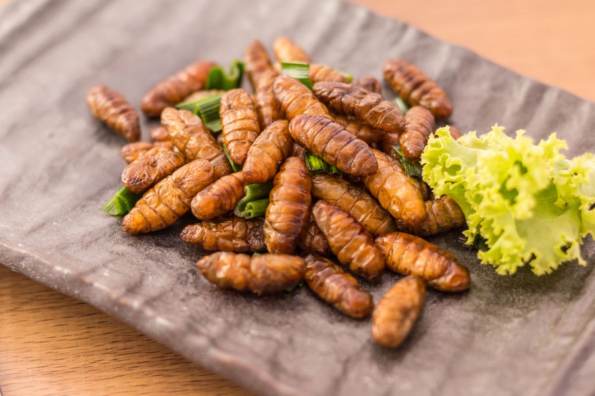 Ulat kayu yang digoreng sebagai makanan. Serangga ternyata merupakan sumber nutrisi yang tinggi