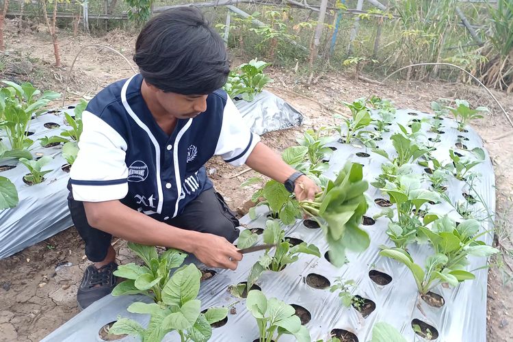 Cerita Dwi Angga, Petani Gen Z Rawa Malang Jakut yang Ubah Lahan Kumuh Jadi Ruang Tumbuh