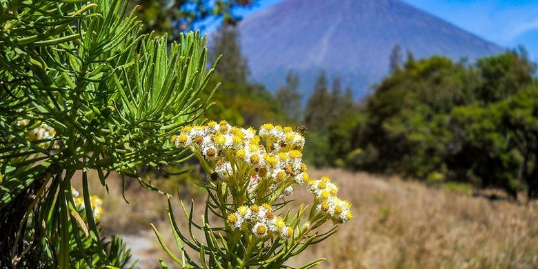 Cari Tahu Arti Bunga Edelweiss, Tumbuhan Abadi Yang Hidup Di Gunung ...