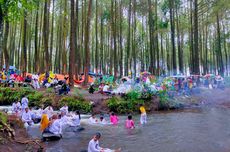 Hutan Pinus Poncosumo yang Indah di Lumajang, Ada Sungai di Tengah Hutan