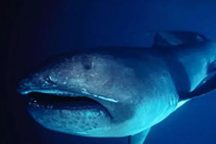 Hiu mulut besar, predator terbesar di laut dalam