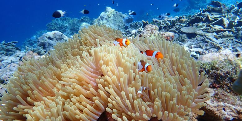 Berkembang anemon biak dengan cara laut Bagaimana cara