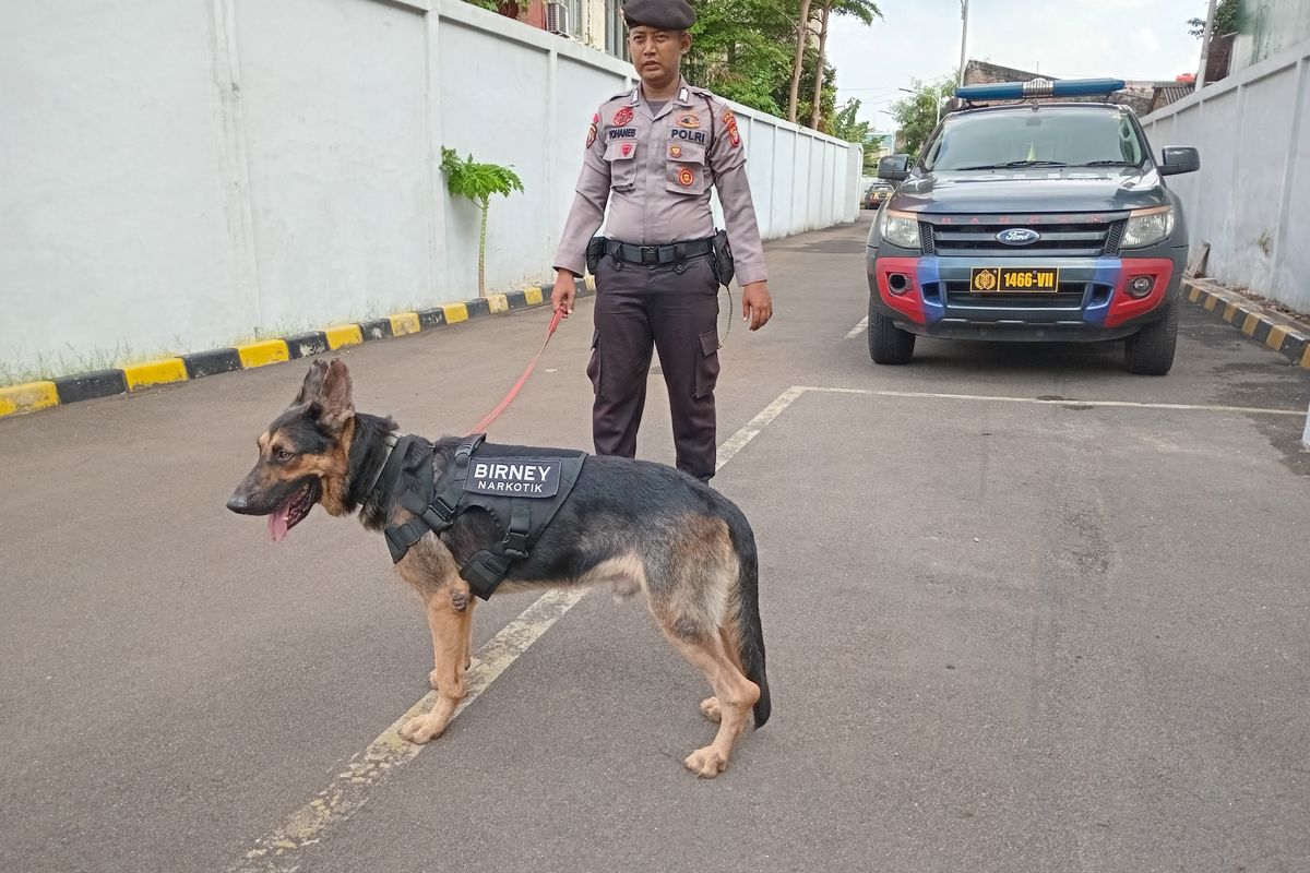 Seorang polisi yang menjadi pawang (handler) K9 sedang membawa anjing pelacak narkotik di Unit Polsatwa K9 Polda Metro Jaya, Slipi, Jakarta Barat, Rabu (12/6/2024). 