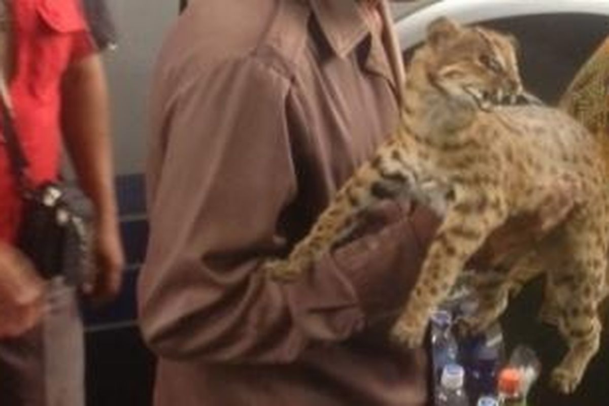 Seorang pedagang menawarkan kucing hutan yang diawetkan di Terminal Purabaya, Sidoarjo, Sabtu (8/3/2014).