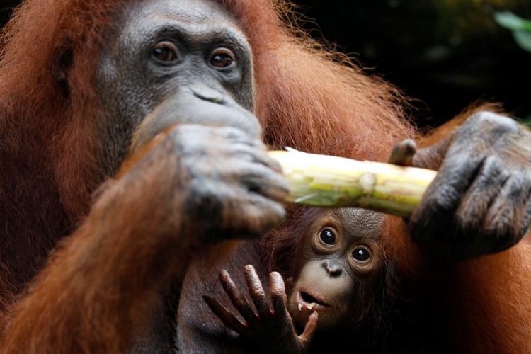Bayi orangutan bernama Khansa bersama induknya Anita 