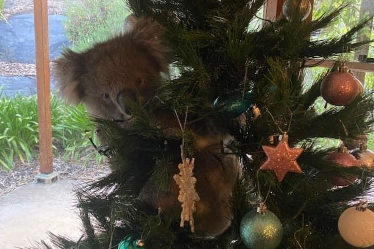 Koala menyelinap masuk ke sebuah rumah di Adelaide, Australia dan bertengger di sebuah pohon Natal buatan. Koala itu tidak mau turun dan sepertinya sudah merasa nyaman di pohon buatan itu.