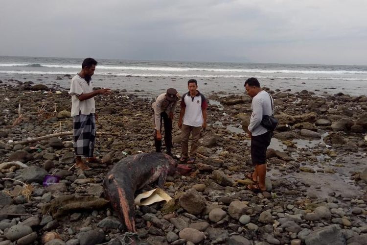 Kondisi Bangkai Ikan Paus Mati Membusuk Ditemukan di Pantai Pemalikan Sekotong