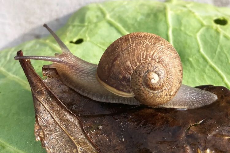 Ned, siput dengan cangkang berpilin ke kiri, ditemukan di kebun