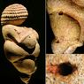Asal-usul Patung Venus Berusia 30.000 Tahun di Austria Akhirnya Ditemukan