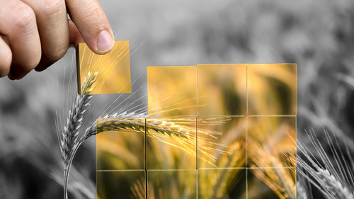 Makanan sebagai Alat Politik