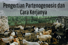 Pengertian Partenogenesis dan Cara Kerjanya 