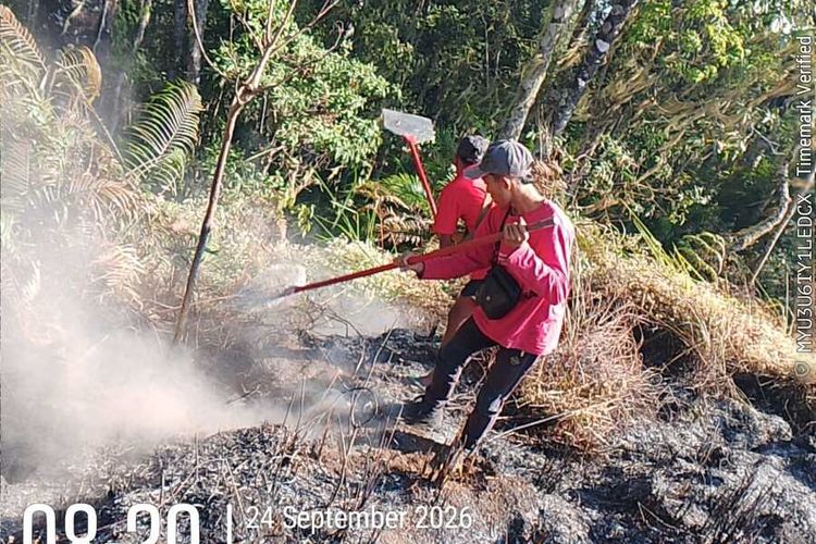 Kebakaran Bukit Stampol Meluas hingga 589 Hektar, Jalur Pendakian Torean Ditutup