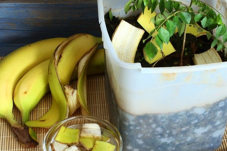 Ilustrasi pupuk organik dari kulit pisang. 