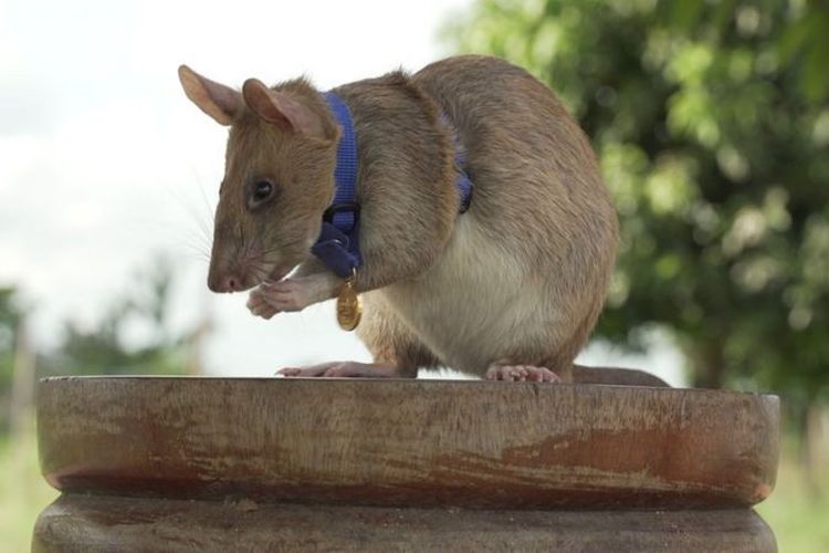 Seekor tikus kantung raksasa Afrika dianugerahi medali emas bergengsi untuk kontribusinya dalam mendeteksi ranjau darat.