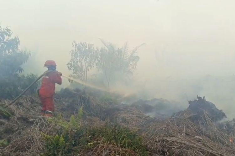 Karhutla Merembet ke Suaka Margasatwa Kerumutan, Habitat Harimau Sumatera Terancam