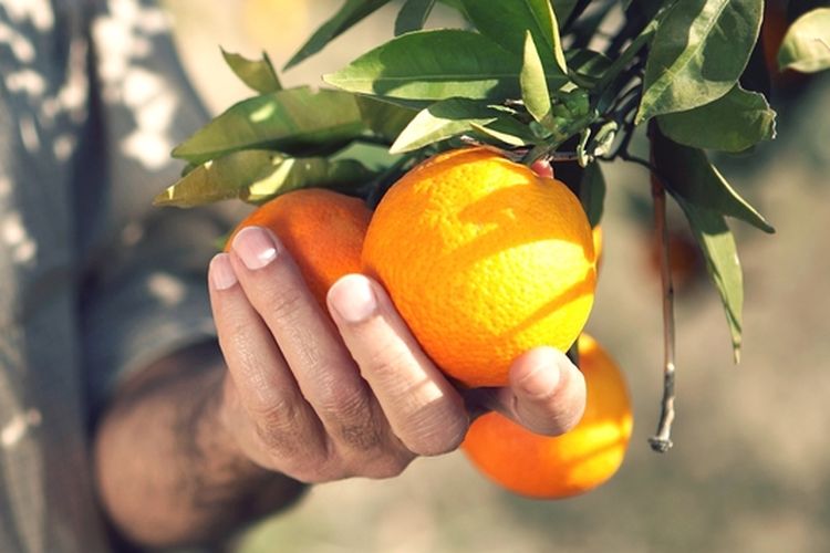 Ilsutrasi buah jeruk