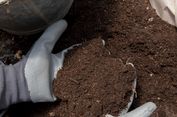 Apa Itu Pupuk Kompos? Berikut Manfaatnya bagi Tanah dan Tanaman