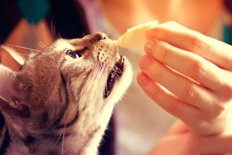 Ilustrasi bolehkan kucing makan keju?