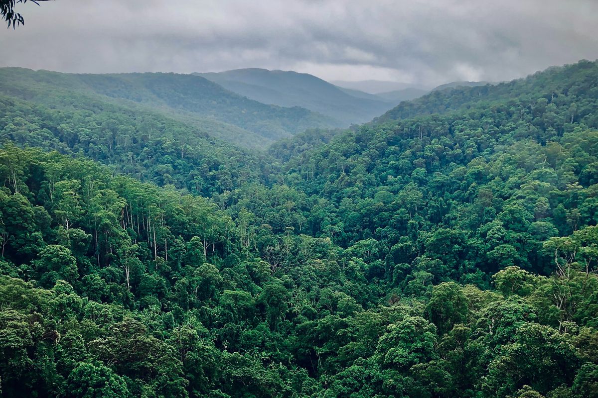 ilustrasi hutan.